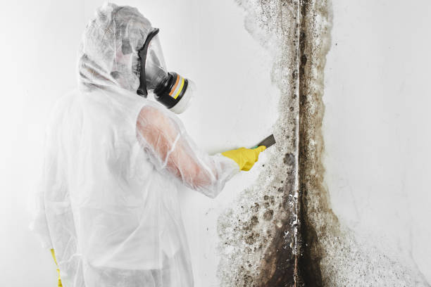 Best Mold Removal Company Near Me  in Mansfield, OH