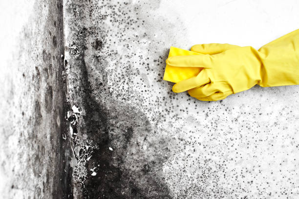 Best Professional Mold Removal  in Mansfield, OH