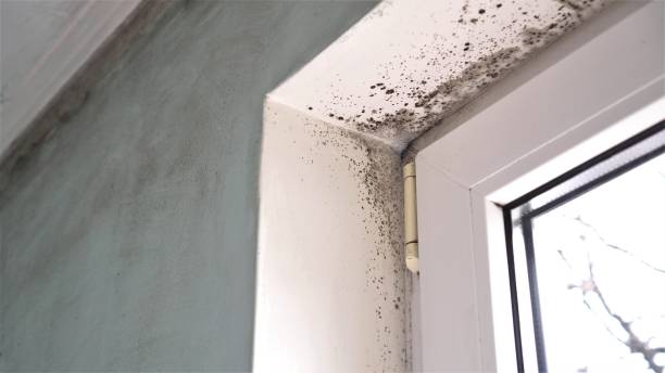 Best Emergency Mold Removal  in Mansfield, OH