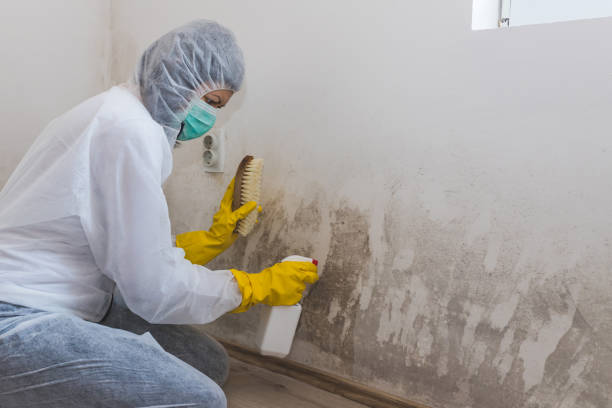 Best Attic Mold Removal  in Mansfield, OH