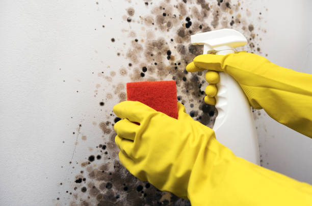 Best Emergency Mold Removal  in Mansfield, OH