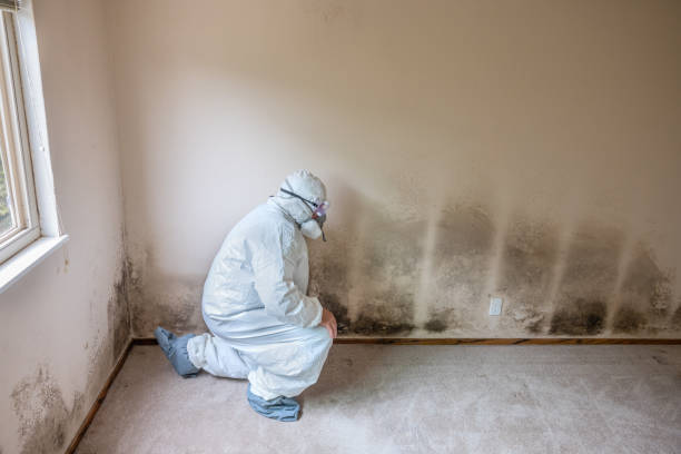 Best Certified Mold Removal  in Mansfield, OH