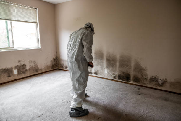 Best Mold Removal Near Me  in Mansfield, OH