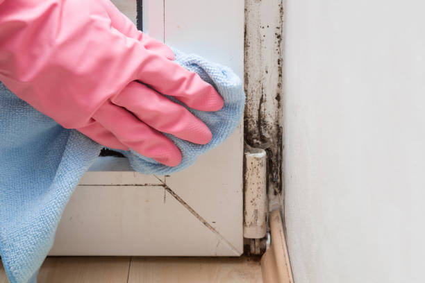 Best Best Mold Removal Companies  in Mansfield, OH