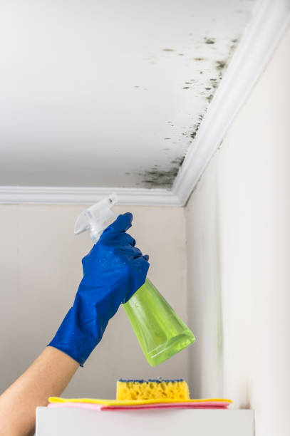 Office Mold Removal Services in Mansfield, OH